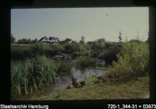 Rückhaltebecken Weiherheide, Sinstorf