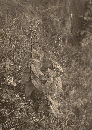 Europa. Knotige Braunwurzen (Scrophularia)