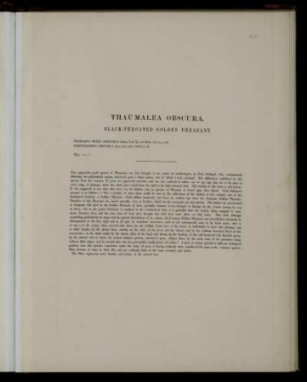 Thaumalea obscura