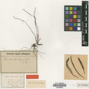 Stelis intermedia Poepp. & Endl. [type]
