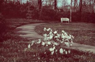 Schloss Eckberg : Schloss Eckberg, Park, Weg mit Parkbank, im Vordergrund Sternmagnolie
