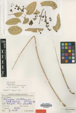 Ruagea surutuensis Harms [isotype]