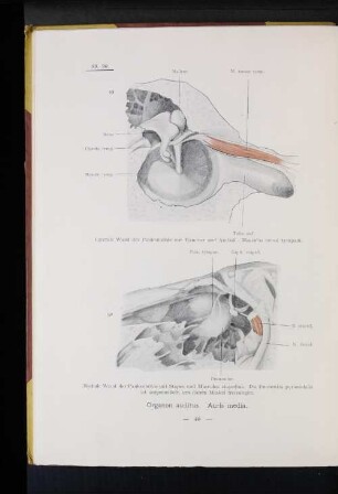 89 Laterale Wand der Paukenhöhle mit Hammer und Amboß. Musculus tensor tympani.