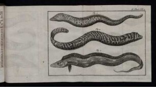 IV. Theil. Tab. 1 bis Tab. 10.