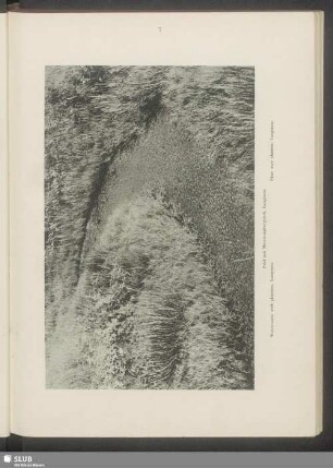 Priel mit Meerstrandwegerich, Langeness