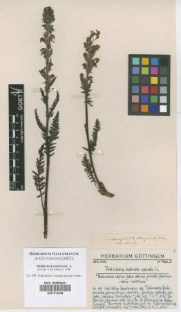 Pedicularis rostrato-spicata Crantz