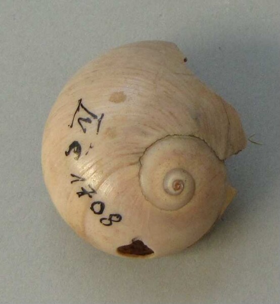 Snail shell