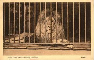 Leipzig: Zoologischer Garten ; Löwe