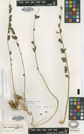 Astragalus lobophorus Boiss.