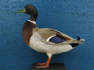 Stockente