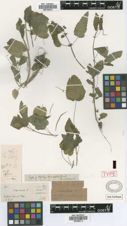 Stachys micrantha Griseb. [type]