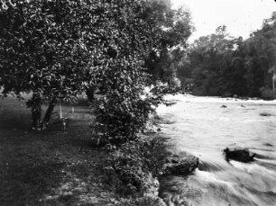 Am Ufer von Goat-Island : Flussufer des Niagara mit Vegetation