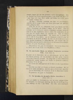 34. Die amerikanische Schabe, der Kakerlak, Periplanéta americána Fabr. (Tafel XIII, 6)
