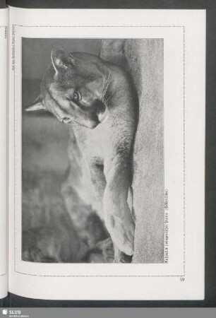 Ruhender patagonischer Puma (Silberöwen)