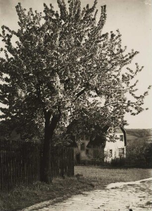 Sächsische Schweiz. Frühling. Baumblüte bei Rathen