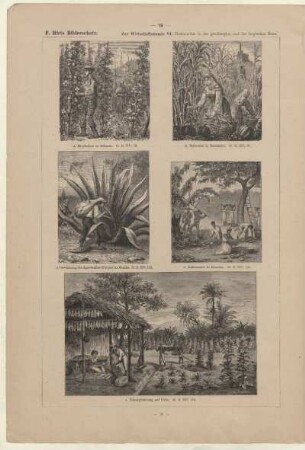 Kakaoernte in Ecuador