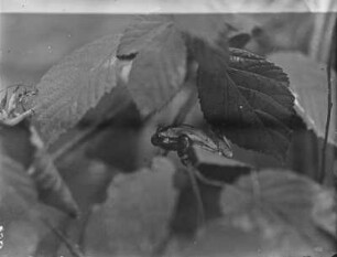 Europäischer Laubfrosch : Europäischer Laubfrosch (Hyla arborea Linnaeus) beim Klettern.