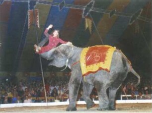 Circus Berolina, Magdeburg - Berlin, 1973-2004