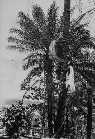 Ölpalme (Sammlung Rudolf Oldenburg, 1901-1913)
