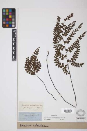 Adiantum melanoleucum Willd.
