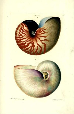 B. Marina