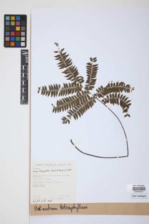 Adiantum tetraphyllum