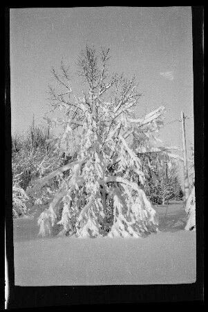 Bialowieser Forst (?) (bei Bia³owie¿a, Polen): Baum mit von Schnee schweren Ästen