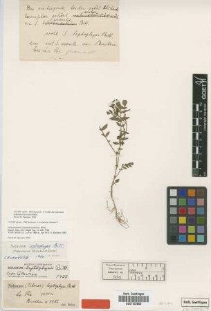 Solanum leptophyes Bitt.