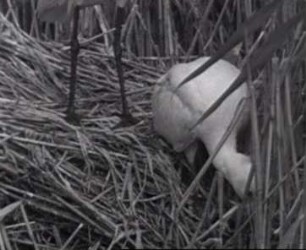 Platalea leucorodia (Plataleidae) - Demutverhalten großer Jungvögel