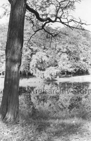 Kurpark: Salzteich: vorn links Baum: hinten Bäume