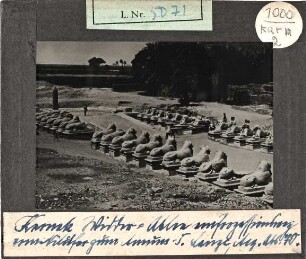 Karnak, Widder-Alle