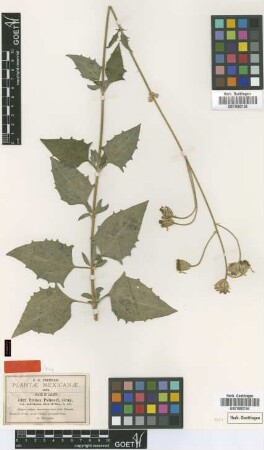 Tridax palmeri A.Gray var. indivisum B.L.Rob. & Seaton[type]