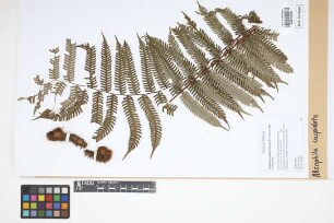 Alsophila cuspidata (Kunze) D.S.Conant