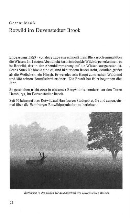 Rotwild im Duvenstedter Brook