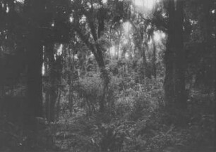 Vegetation : Vegetationsansicht