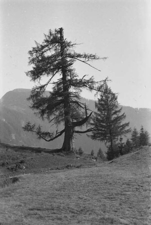 Nadelbaum : Alter Baum.