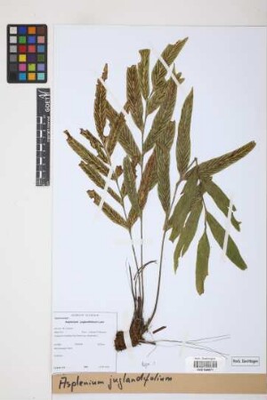 Asplenium juglandifolium Lam.
