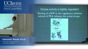 Lecture 13. Protein Function and Enzymes.
