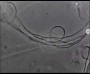 Bewegung von extrahierten Zellen und Muskelfibrillen ("Modellen") durch Adenosintriphosphat (ATP)
