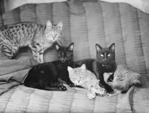Katzen