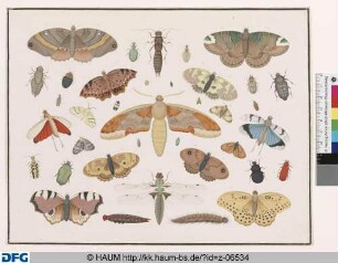 Schwärmer, Libelle und andere Falter und Käfer