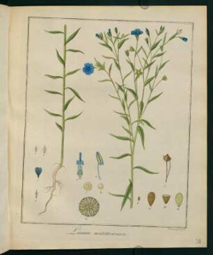 38r, Linum usitatissimum