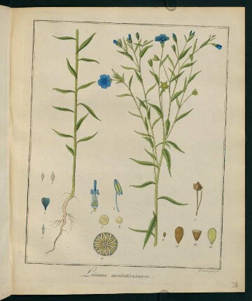 38r, Linum usitatissimum