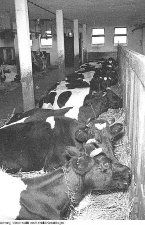 Gartenbau und Landwirtschaft. Dresden, Pillnitz. Versuchsanstalt? Mimosen / Getreidemühle / Viehhaltung u.a., September 1956 - Mai 1957