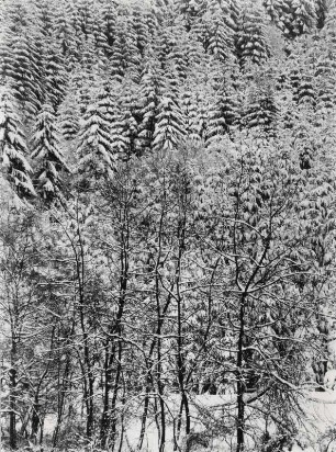 Nadelwald im Winter