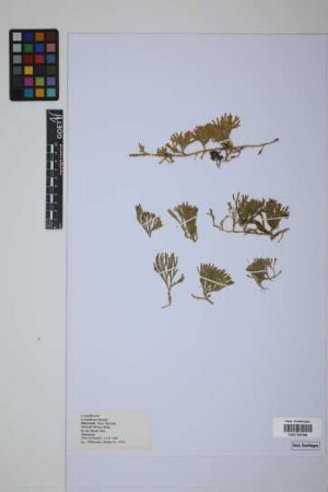 Lycopodium alpinum L.