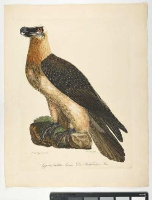 Gypaetus barbatus. Sonnini. Der Bartgeieradler. Mas. - Bartgeier. Gypaetus barbatus; mas. - Zeichner: Johann Mathias Hergenröder; Stecher: Johann Carl Bock