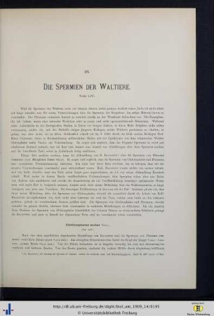 Die Spermien der Waltiere.
