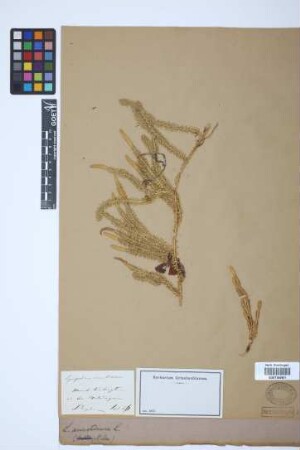 Lycopodium annotinum annotinum L.