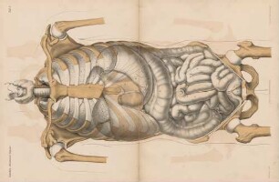 Abdominal-Organe